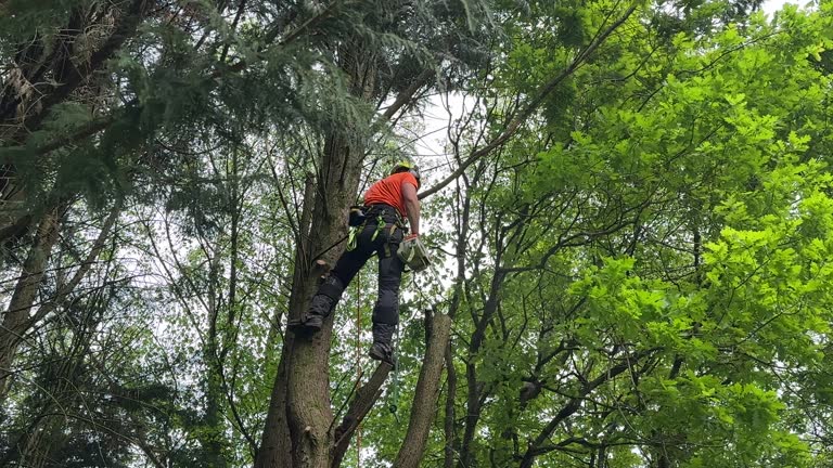 How Our Tree Care Process Works  in Orange Cove, CA